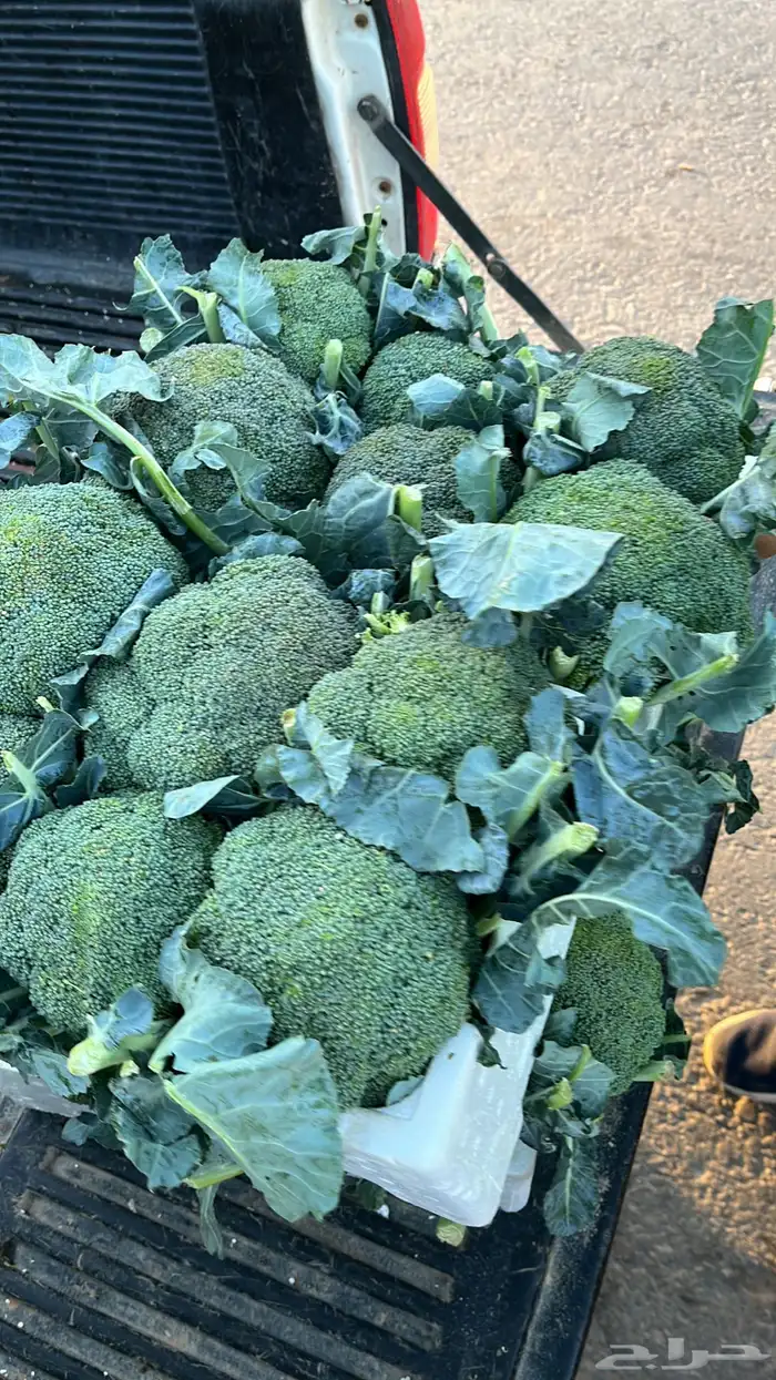 توريد خضار القصيم الطازجة 8