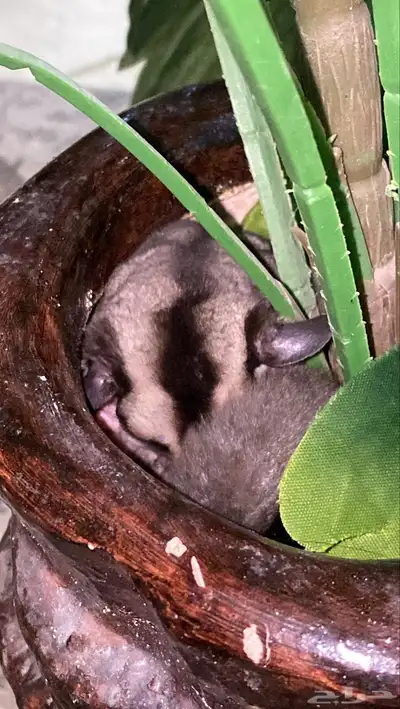 سنجاب الطائر شوقر قلايدر 2