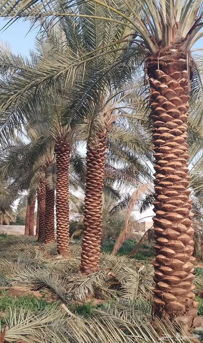 تنسيق حدائق منزليه 0
