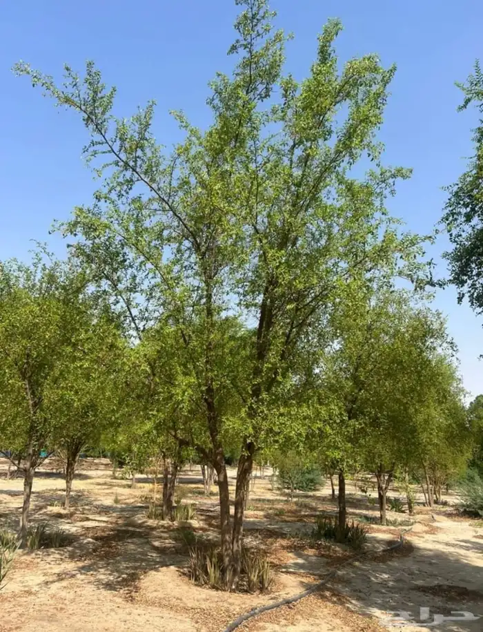 تنسيق حدائق منزليه 6