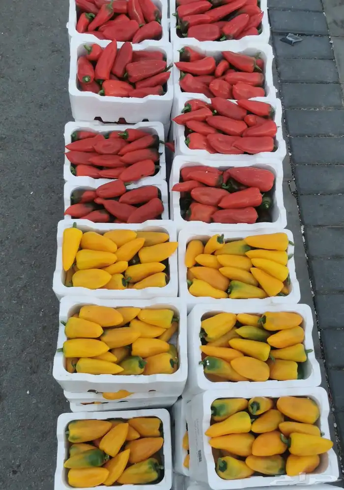 توريد خضار القصيم الطازجة 20