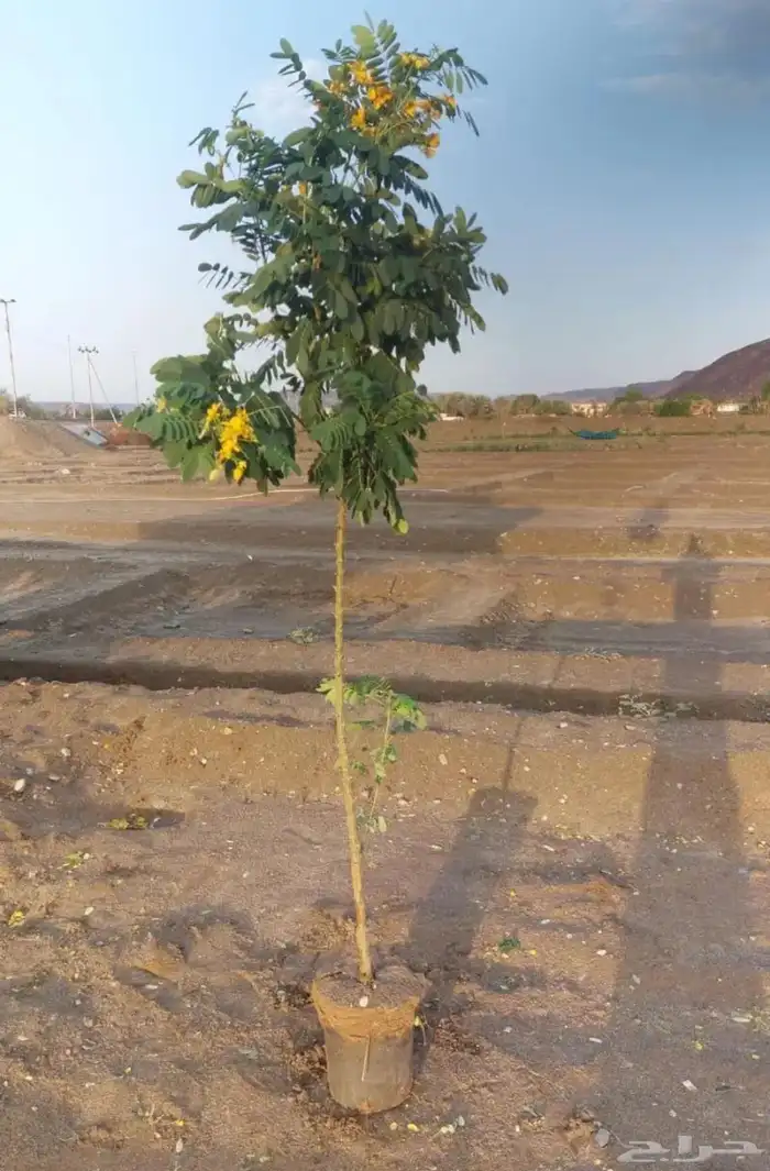 تنسيق حدائق منزليه 20