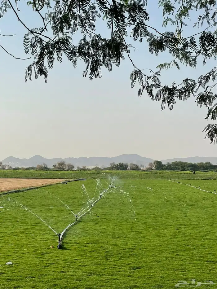 ثيل نجيله عشب اخضر 3