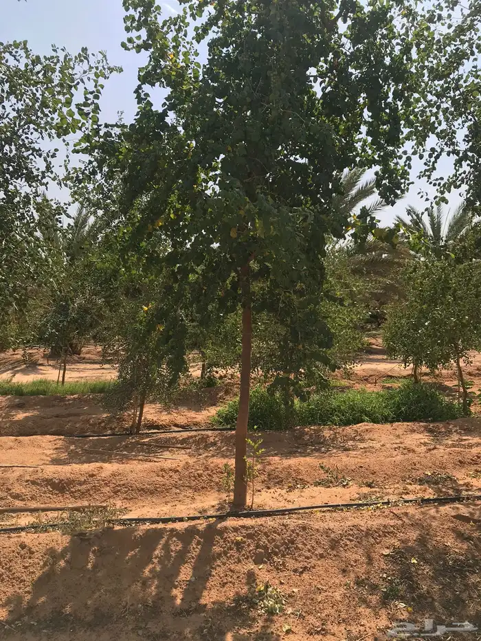 تنسيق حدائق منزليه 52