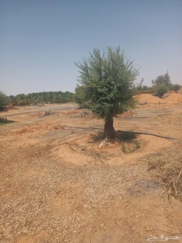 تنسيق حدائق منزليه 25