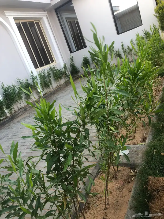 تنسيق حدائق منزليه 36