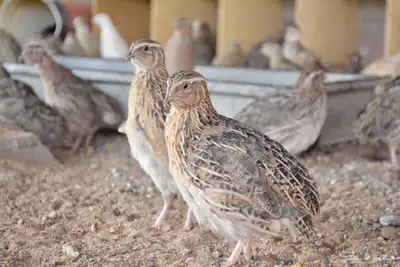 ( سمان طازج   سمان بياض   صوص سمان  بيض سمان) 7