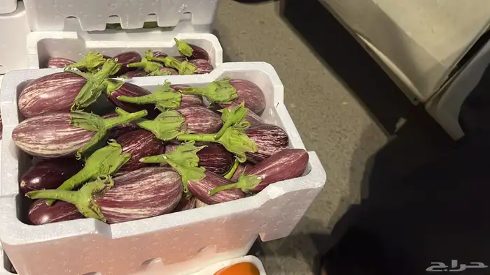 توريد خضار القصيم الطازجة 13