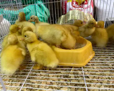 بط الرقاص وعليه حركات حلوة اللي يبغى ما يفوت عليه الزين 1