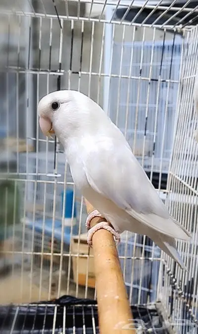 ذكر روز بلد اوبلاين حجم سوبر 0