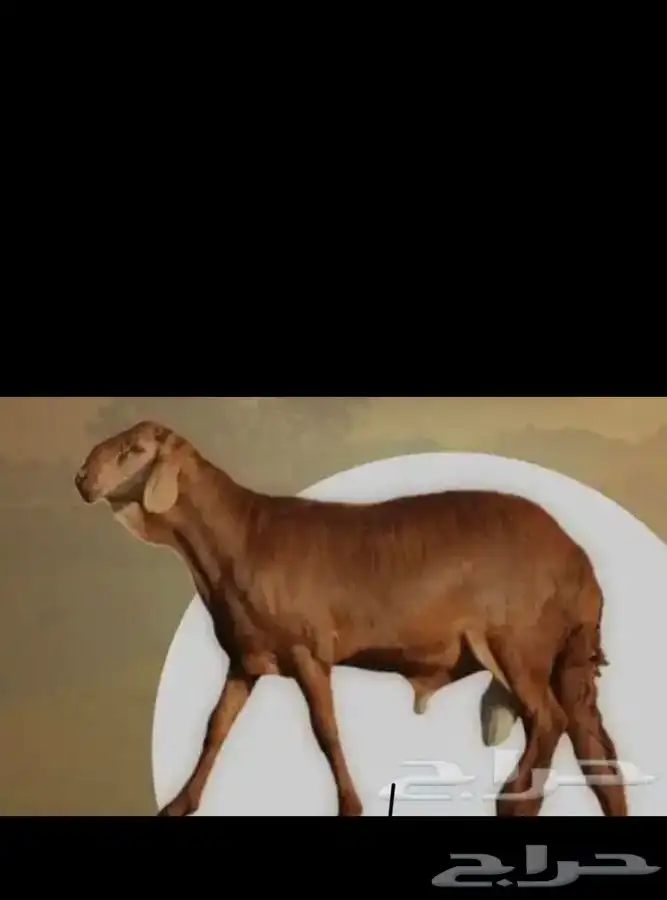 طليان سواكن مرابي ب 1250 0
