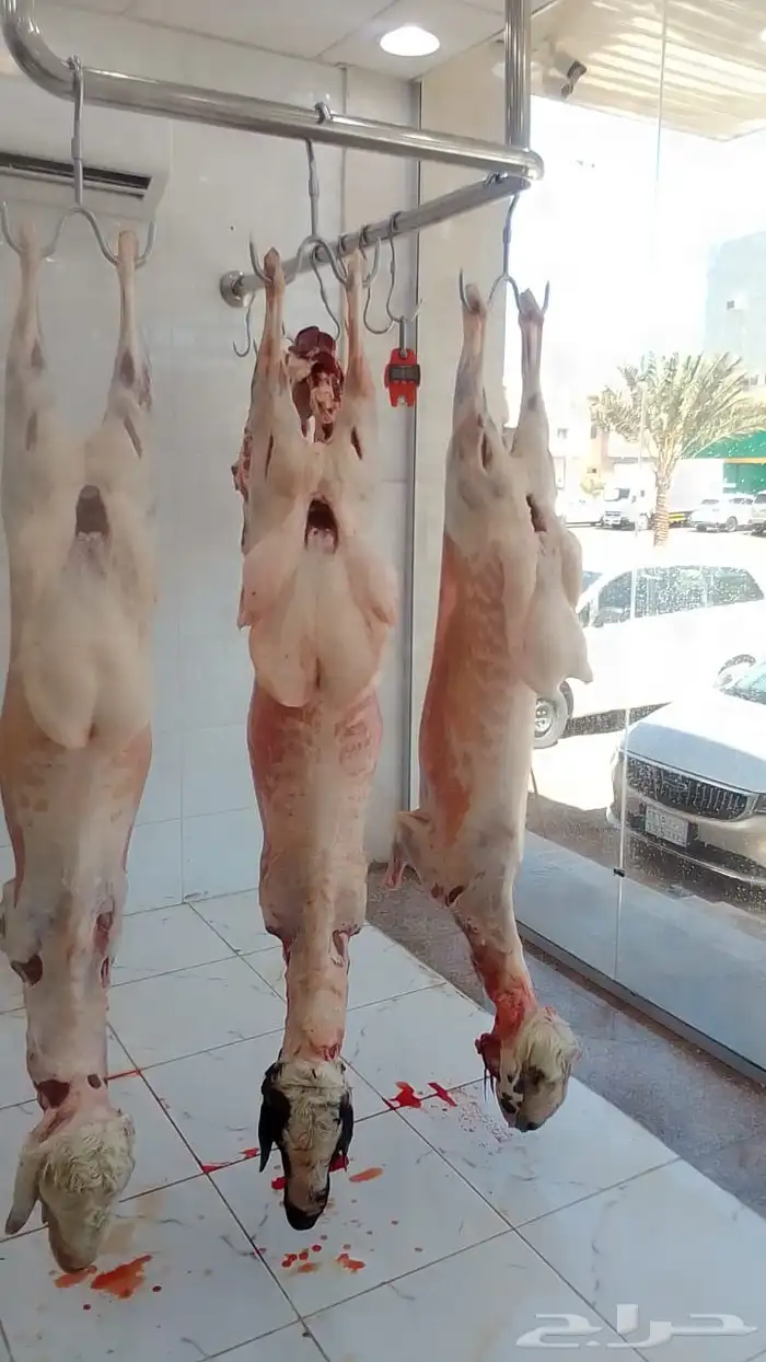 ملحمة ذبائح الحجاز - مخطط البدراني 5