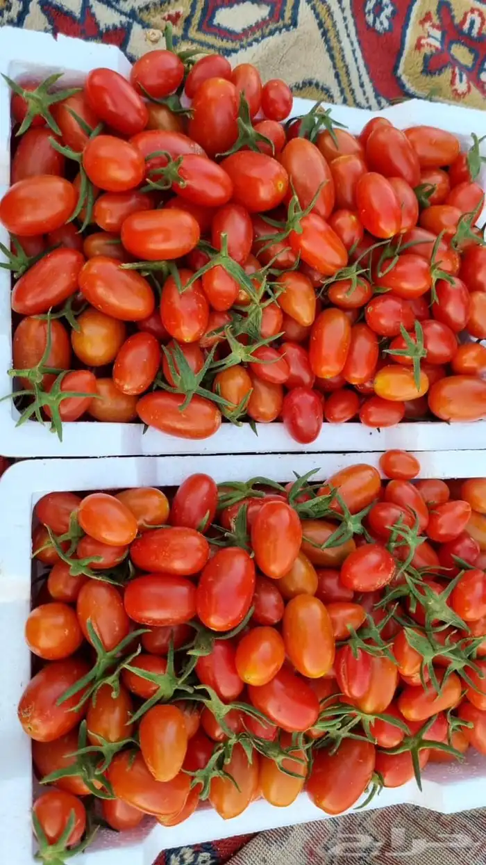 توريد خضار القصيم الطازجة 25