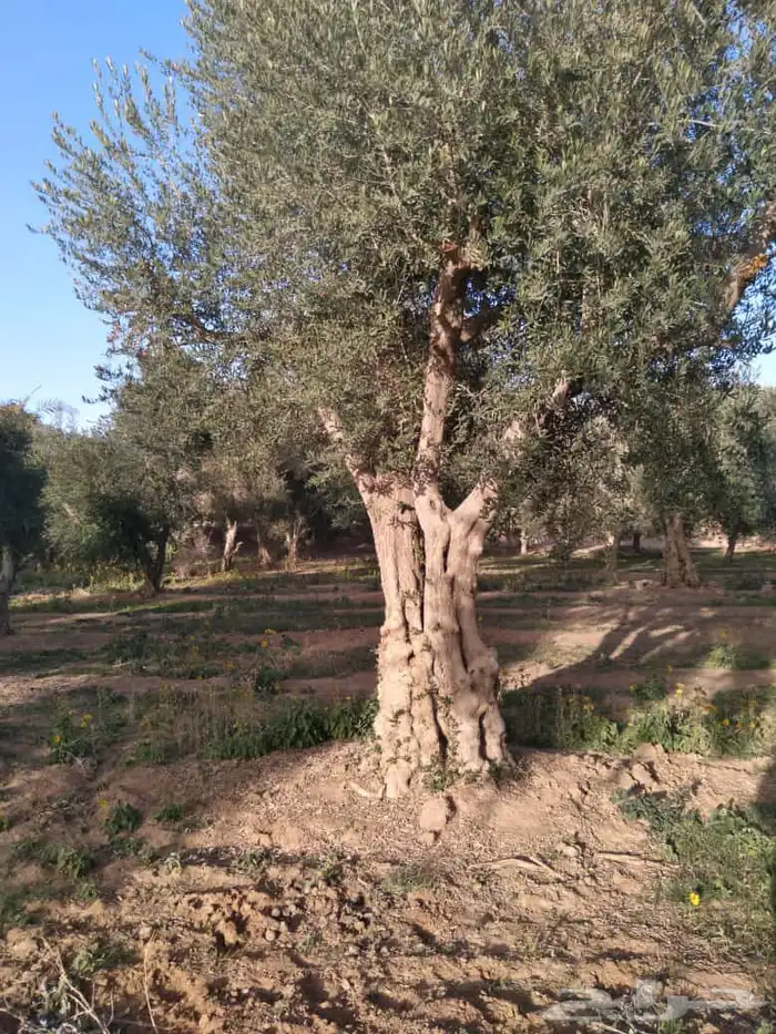 تنسيق حدائق منزليه 73