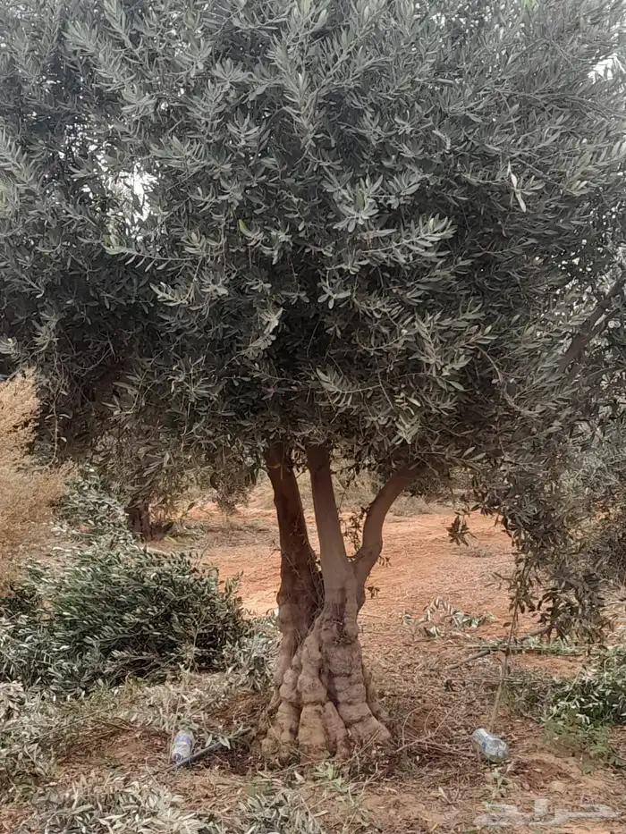 تنسيق حدائق منزليه 2