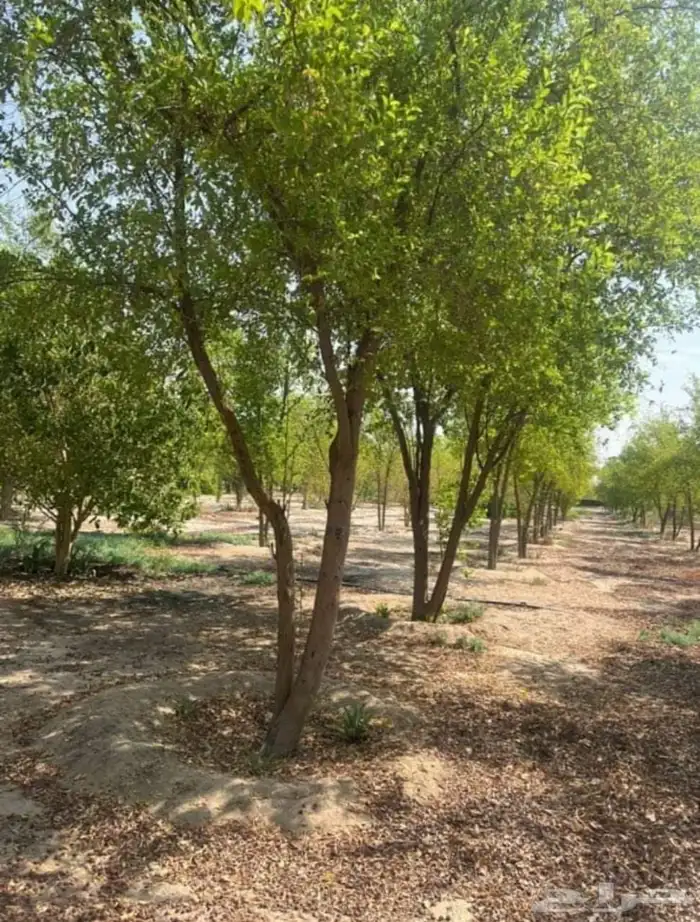تنسيق حدائق منزليه 4