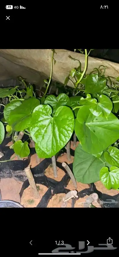 للبيع دبايه سلك التيلفون 0