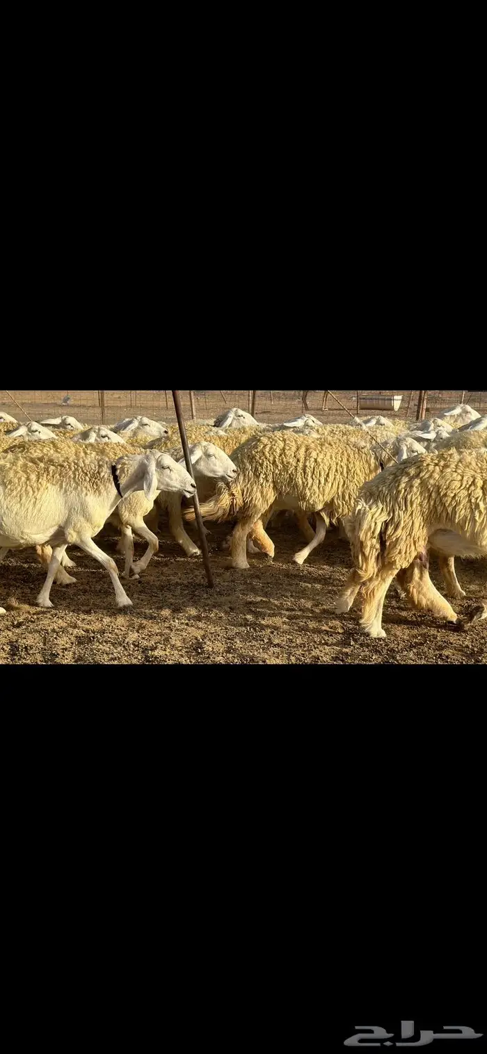 رخال حرية نوادر ( تم البيع ) 4