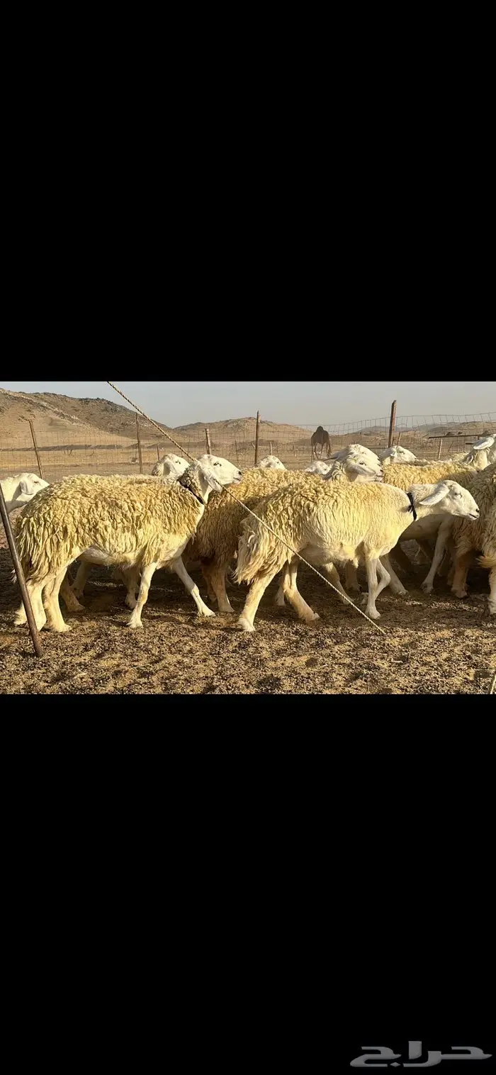 رخال حرية نوادر ( تم البيع ) 5