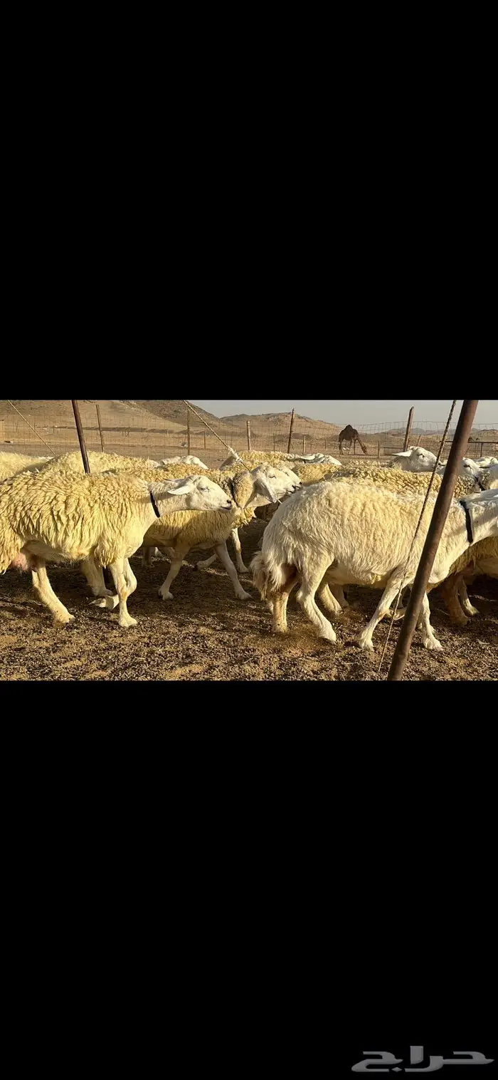 رخال حرية نوادر ( تم البيع ) 6