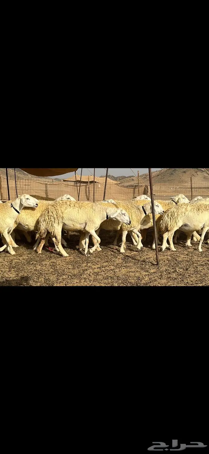 رخال حرية نوادر ( تم البيع ) 8
