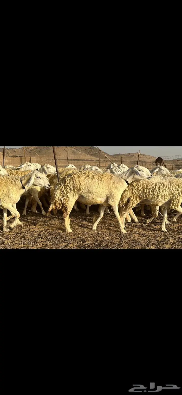 رخال حرية نوادر ( تم البيع ) 7