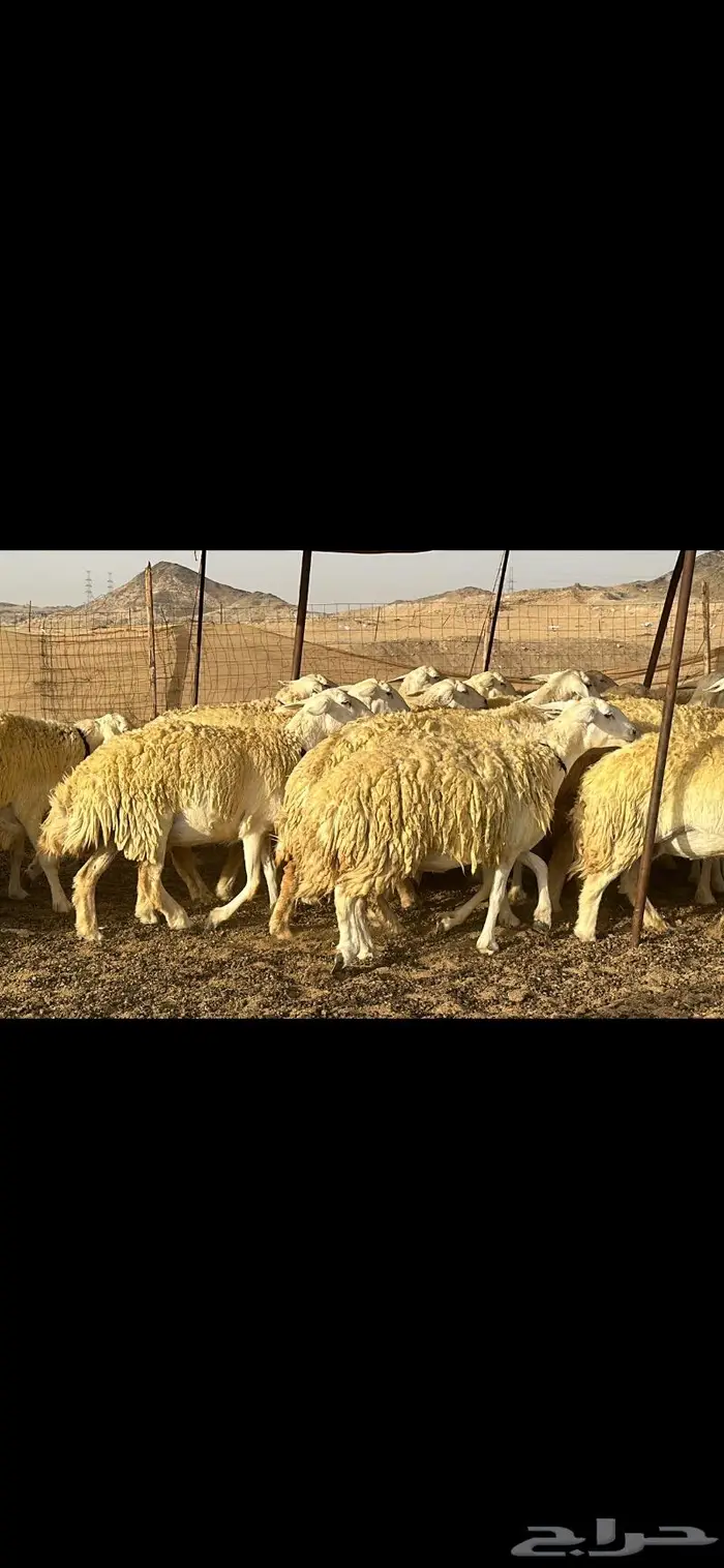 رخال حرية نوادر ( تم البيع ) 9