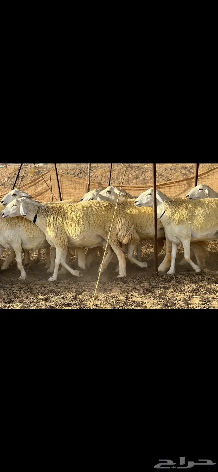 رخال حرية نوادر ( تم البيع ) 1