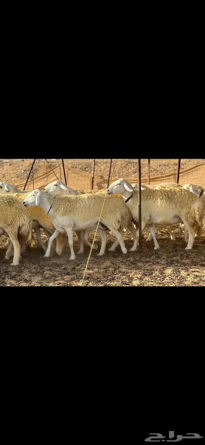 رخال حرية نوادر ( تم البيع ) 13