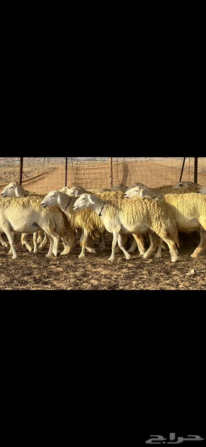 رخال حرية نوادر ( تم البيع ) 14