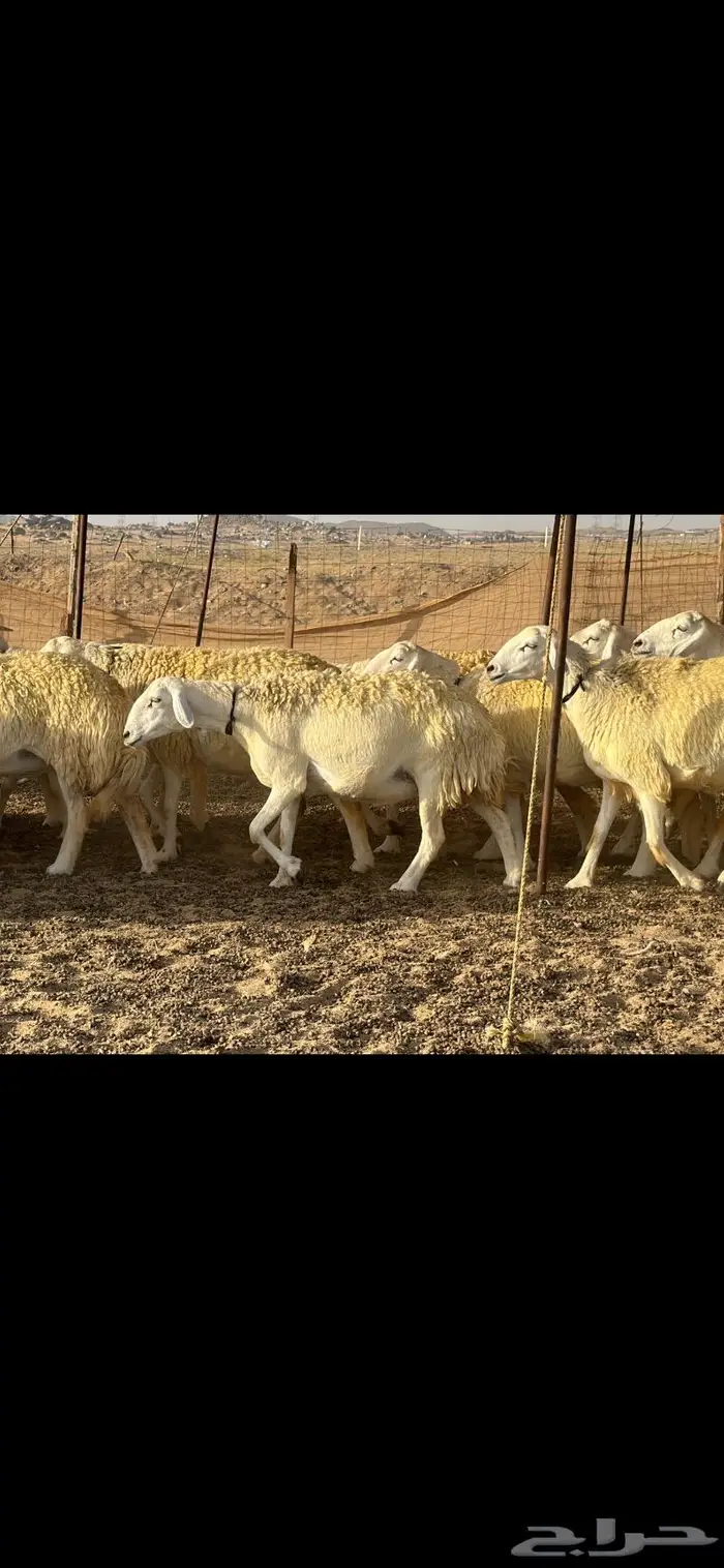 رخال حرية نوادر ( تم البيع ) 17