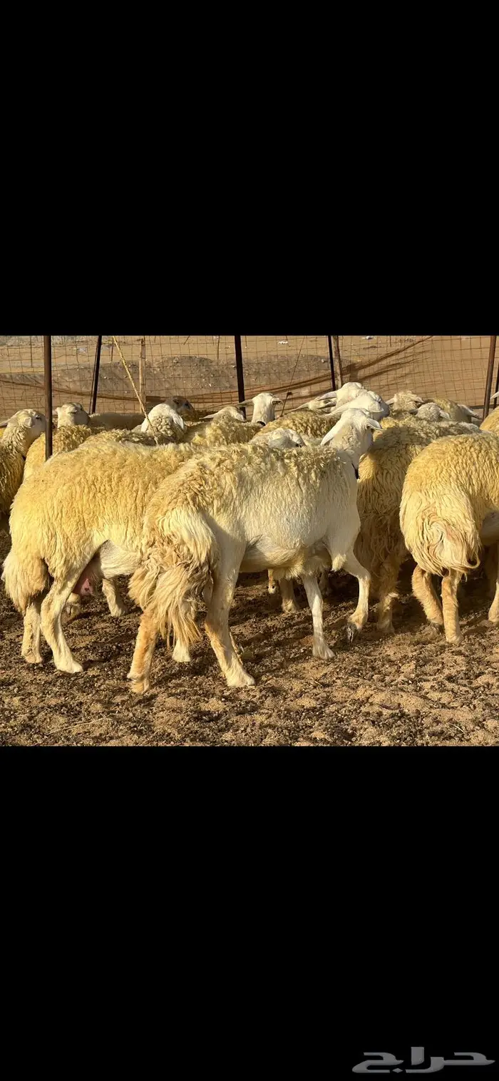 رخال حرية نوادر ( تم البيع ) 23