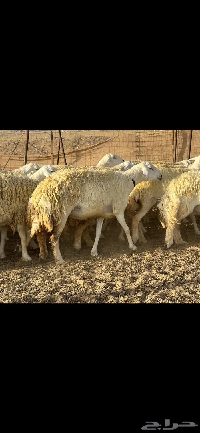 رخال حرية نوادر ( تم البيع ) 22