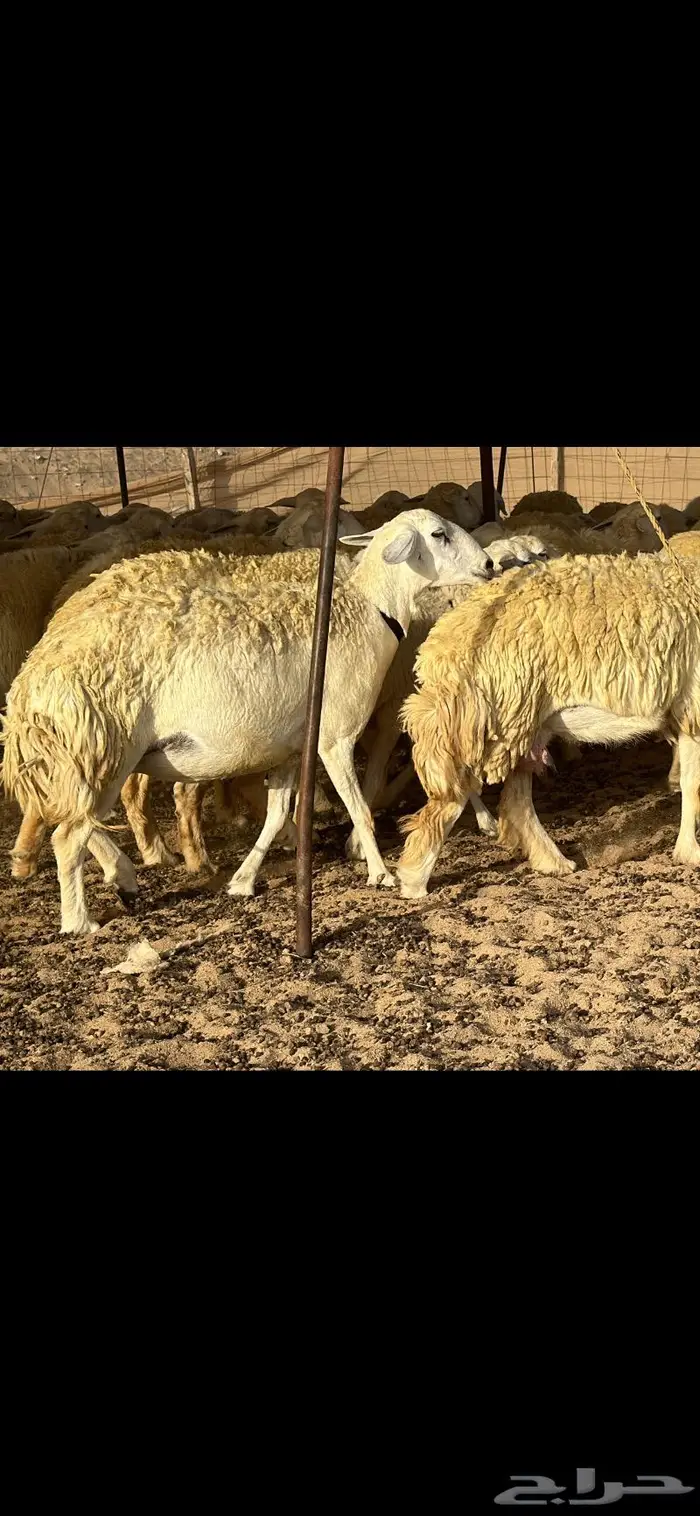 رخال حرية نوادر ( تم البيع ) 26