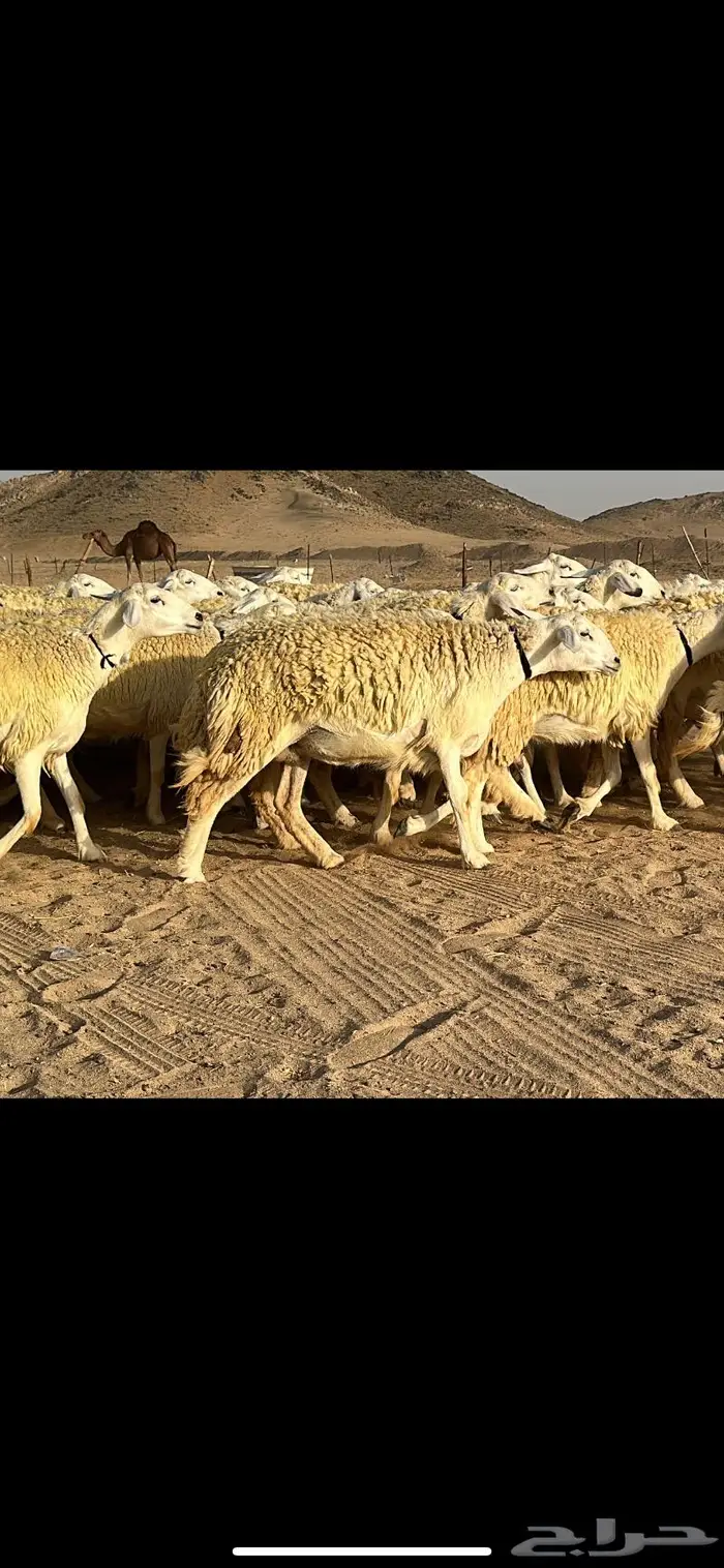 رخال حرية نوادر ( تم البيع ) 25