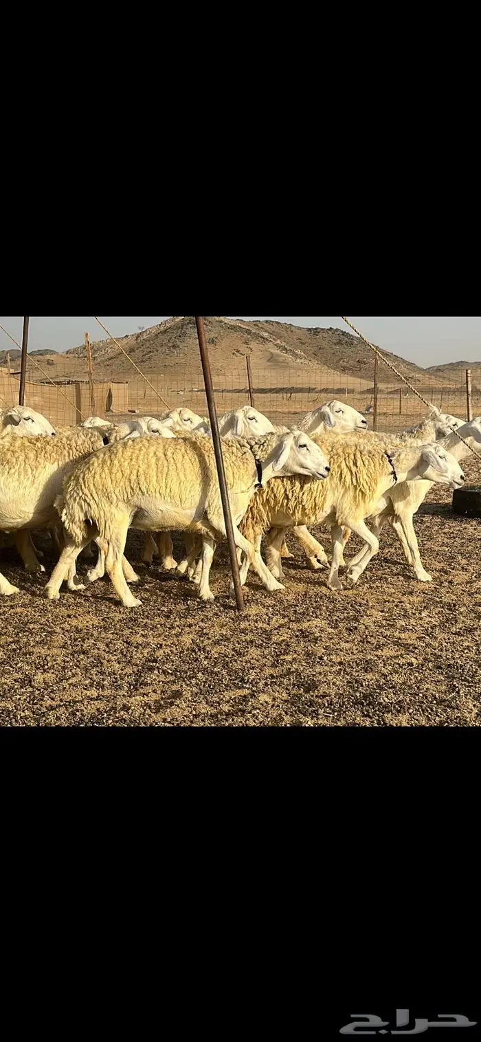 رخال حرية نوادر ( تم البيع ) 28