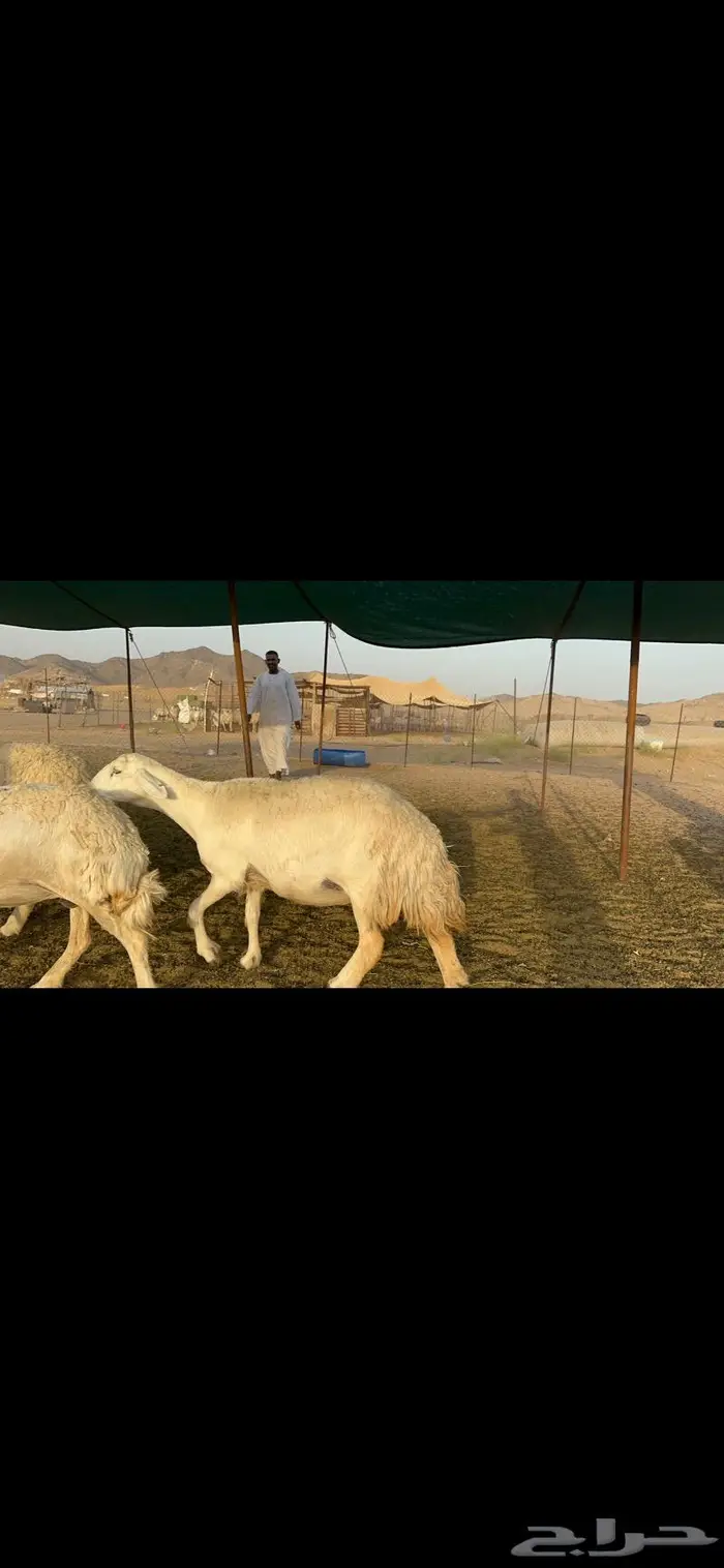 غنم حريات حرش صنف عددها 60 دفيع 0