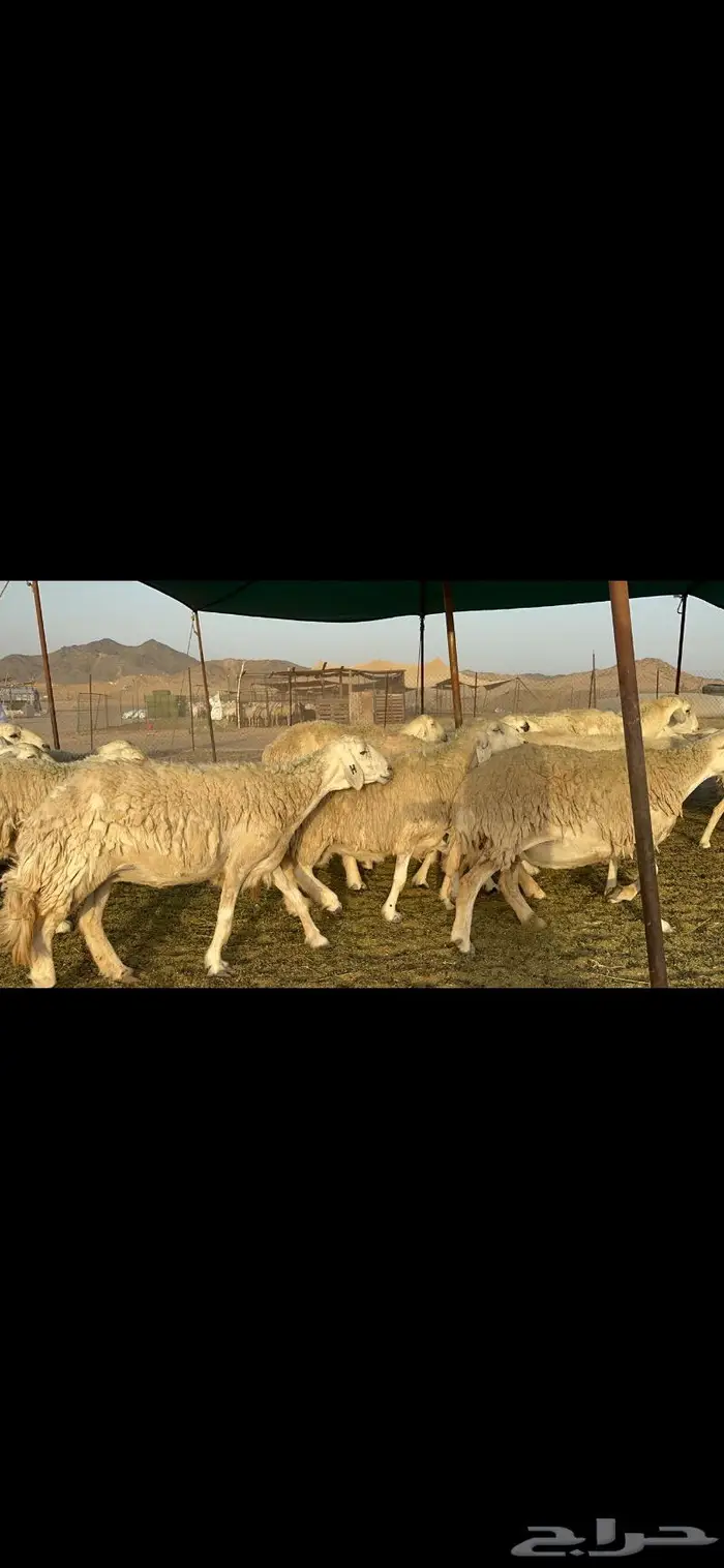 غنم حريات حرش صنف عددها 60 دفيع 1