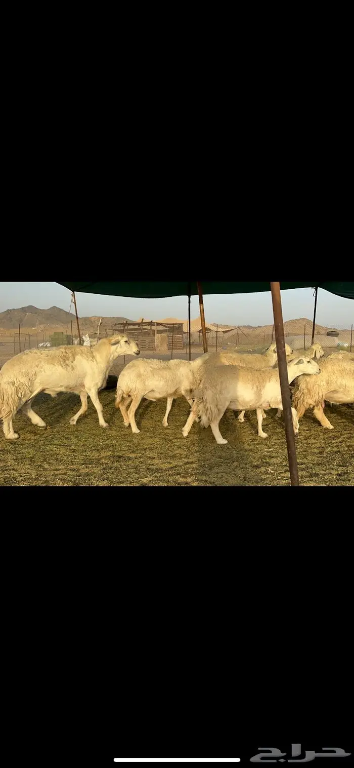 غنم حريات حرش صنف عددها 60 دفيع 2