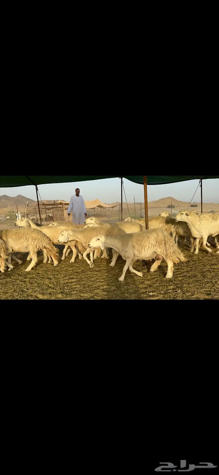 غنم حريات حرش صنف عددها 60 دفيع 3