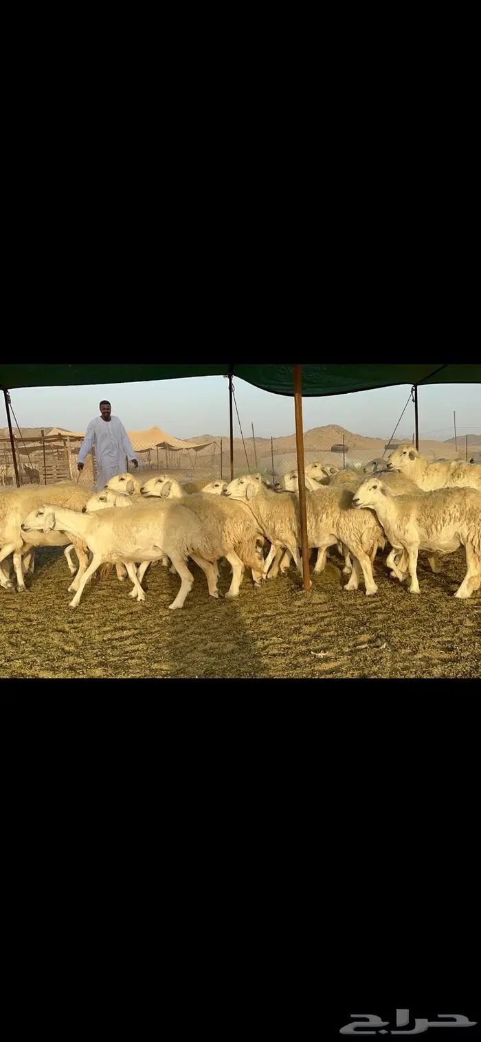 غنم حريات حرش صنف عددها 60 دفيع 4