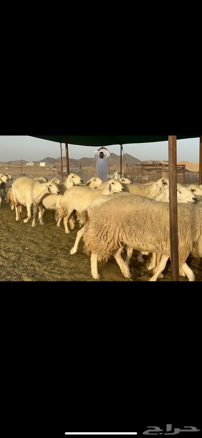 غنم حريات حرش صنف عددها 60 دفيع 5