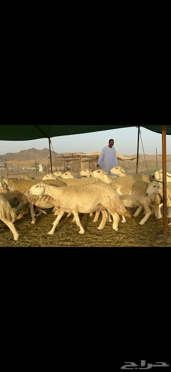 غنم حريات حرش صنف عددها 60 دفيع 6