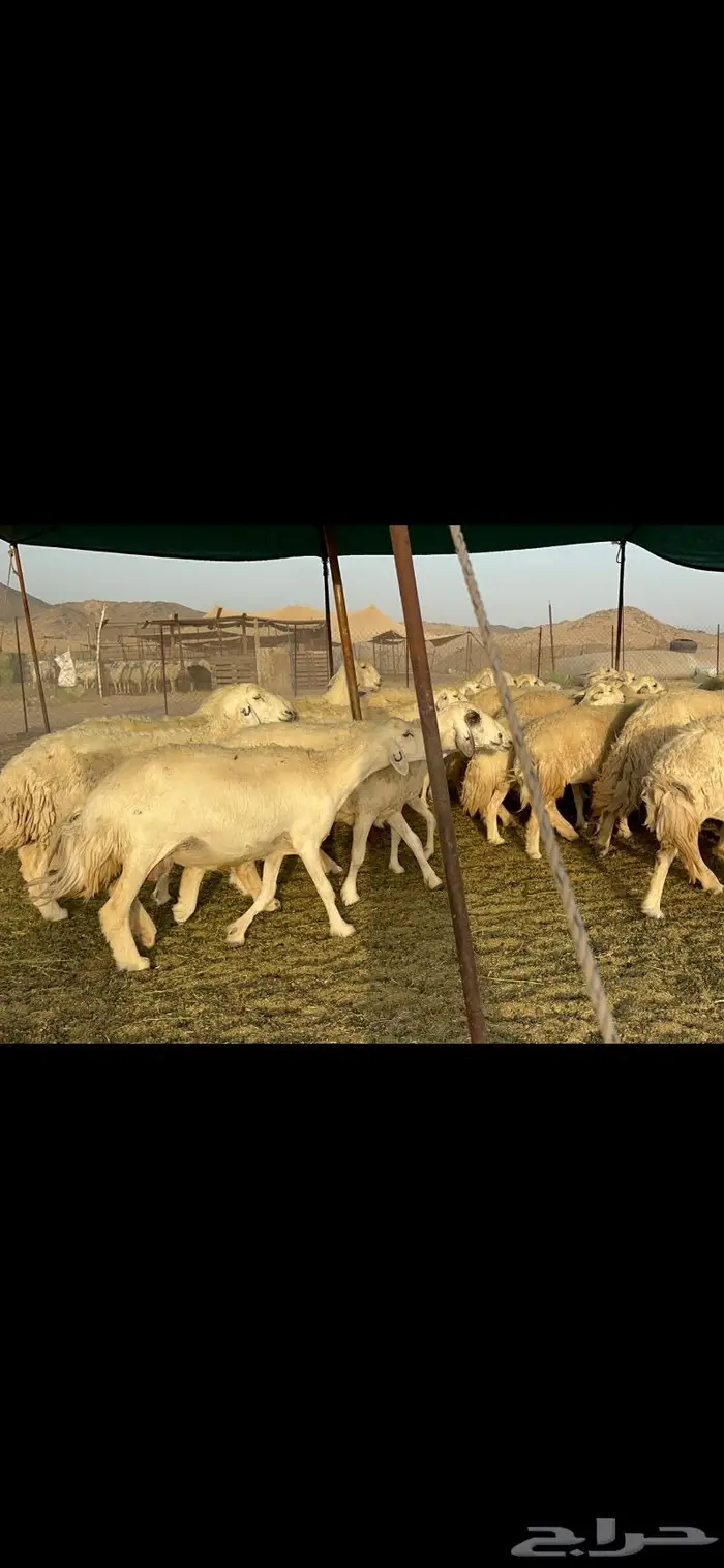 غنم حريات حرش صنف عددها 60 دفيع 7