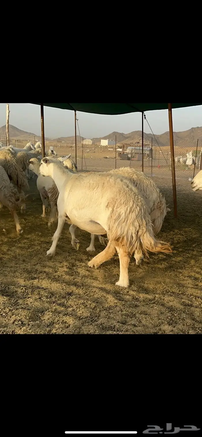 غنم حريات حرش صنف عددها 60 دفيع 8