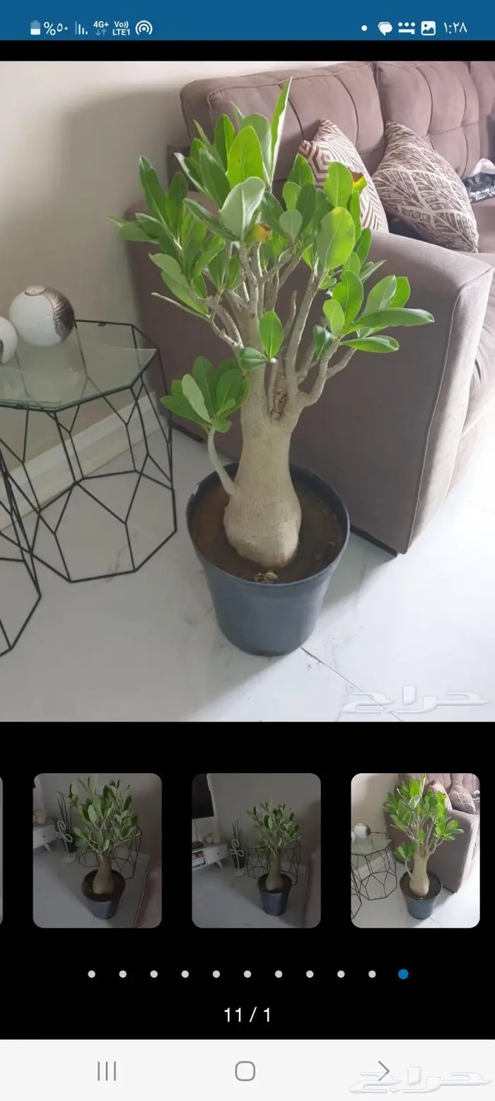 بذور الأدينيوم زهرة العدنه 3