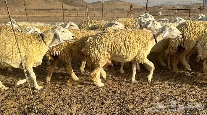 رخال حرية نوادر ( تم البيع ) 24