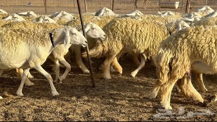 رخال حرية نوادر ( تم البيع ) 2