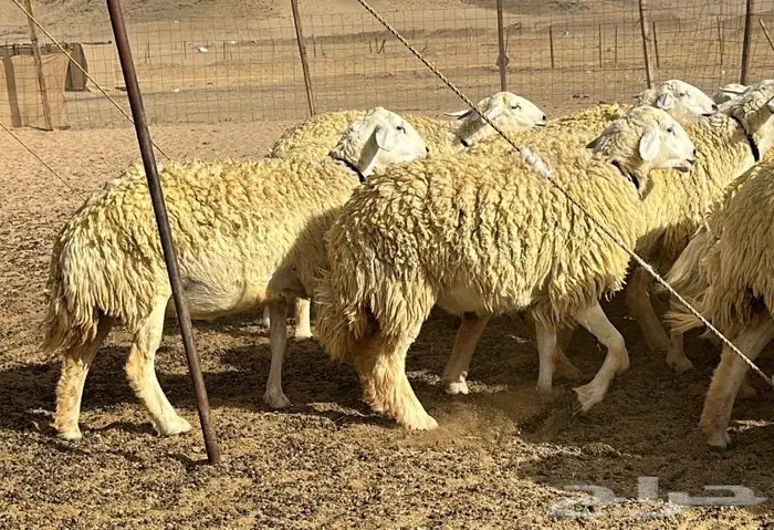 رخال حرية نوادر ( تم البيع ) 29