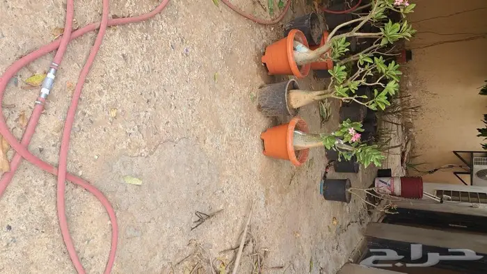 بذور الأدينيوم زهرة العدنه 5